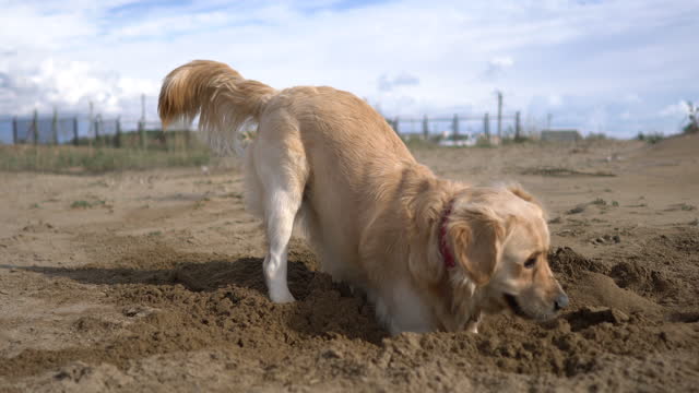 Happy dog Digging in Sand.