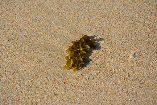 one isolated brown sea seed on the sand beach in sunny day