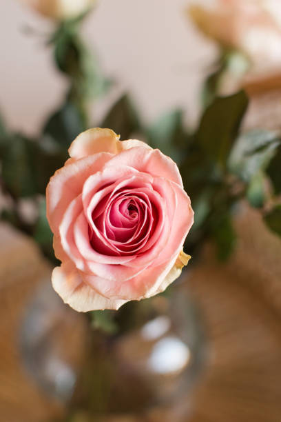 istock Dreamy Light Pink Roses for Valentine's Day with a Tan Rattan Background 1299197668