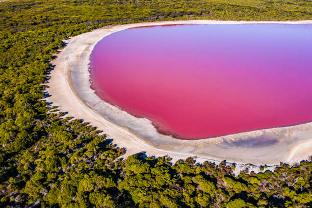 Bright pink lake surrounded by foliage, sandy beach and green bush