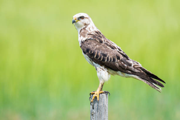 istock Hawk in the Canadian grasslands 1299199696