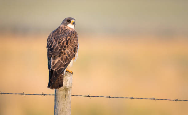 istock Hawk in the Canadian grasslands 1299199776