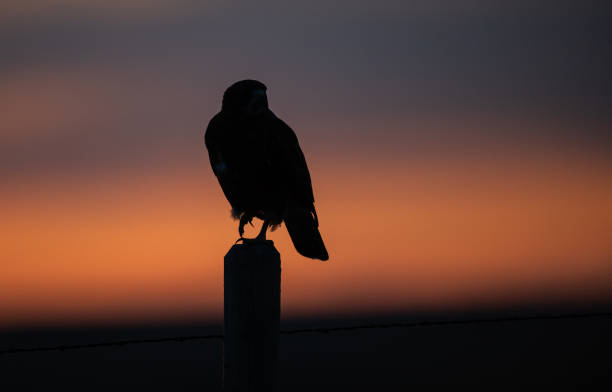 istock Hawk in the Canadian grasslands 1299199797