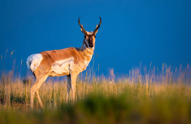 istock Pronghorn in the Canadian grasslands 1299199798