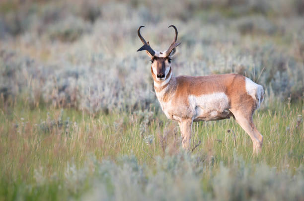 Pronghorn in the Canadian grasslands