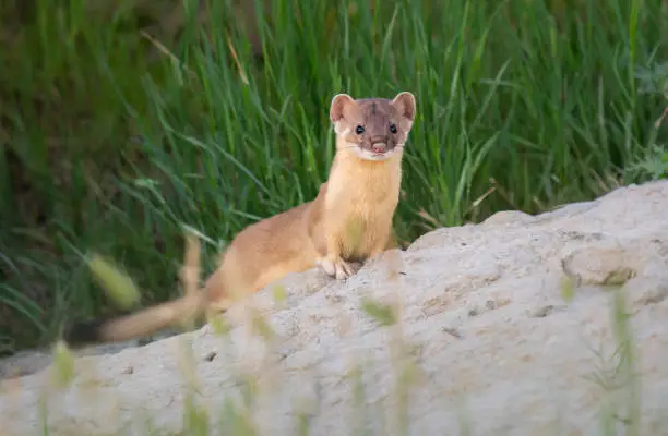 Photo of Long tailed weasel in the Canadian prairies