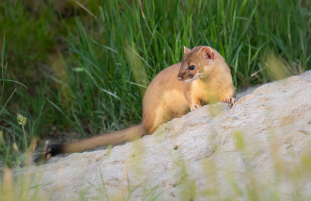 istock Long tailed weasel in the Canadian prairies 1299200318