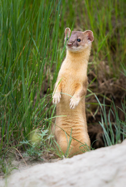 istock Long tailed weasel in the Canadian prairies 1299200320