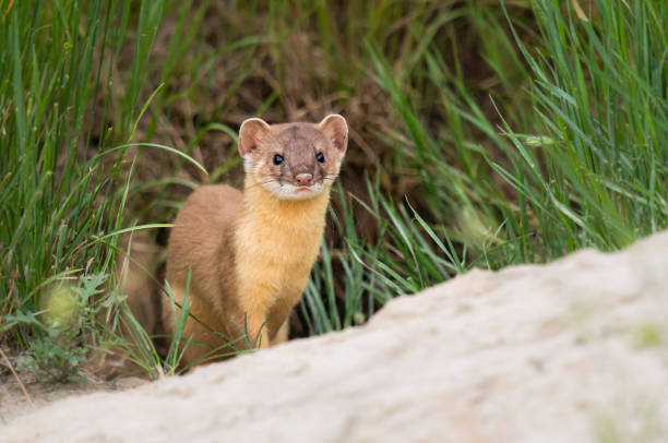 istock Long tailed weasel in the Canadian prairies 1299200322