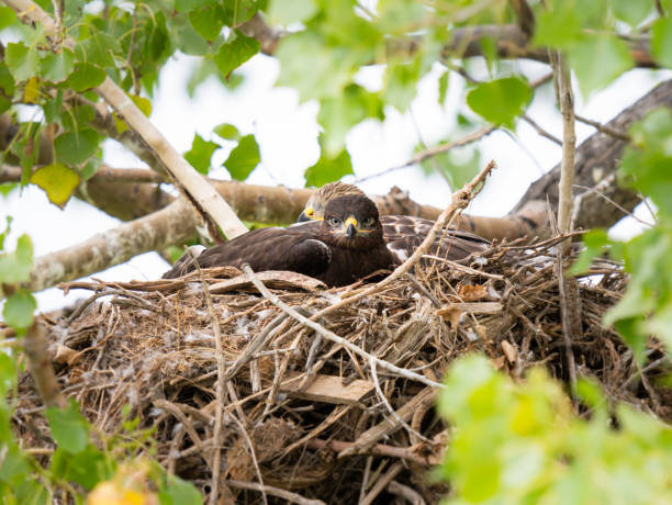 Ferruginous hawk fledgling in the nest