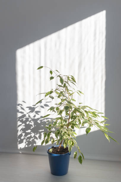 istock Ficus Benjamin in a blue pot, in a bright room, lit by the bright morning sun. Soft focus. Home gardening. 1299200436