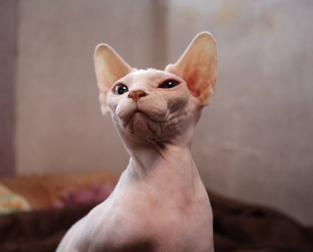istock a hairless bald cat looks up with its muzzle raised 1299202278