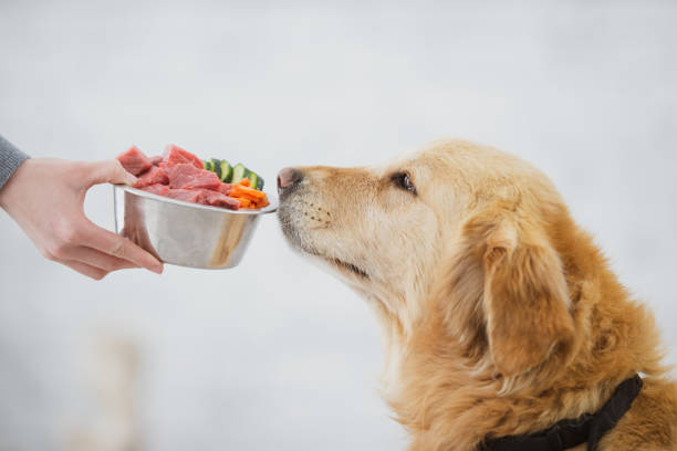 This bowl of food smells so good A super cute golden coloured dog is smelling a bowl of food that his owner is holding. dog food stock pictures, royalty-free photos & images