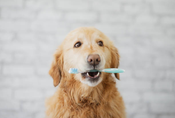 istock Super cute golden retriever 1299202353