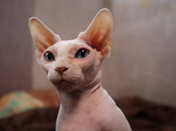 istock a hairless bald cat looks up with its muzzle raised 1299203075