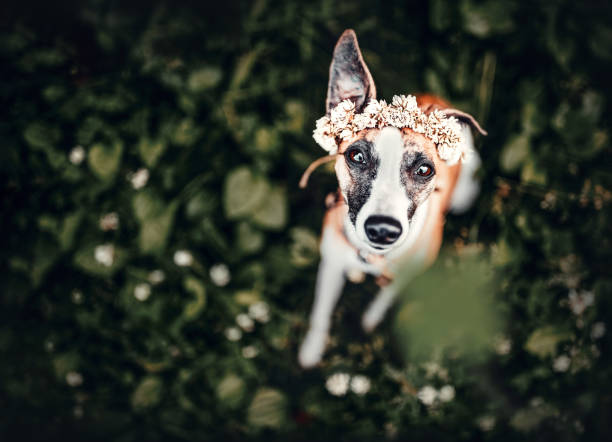 2,000+ Free Irish Greyhound & Greyhound Images - Pixabay