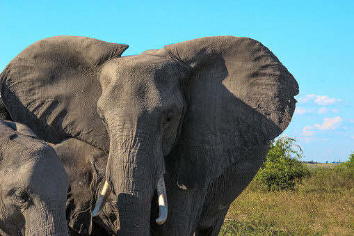 Two elephants measure their strength