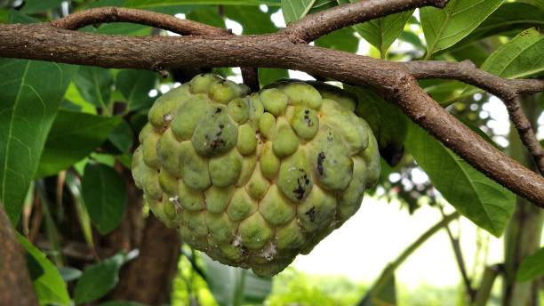 istock Ripe srikaya fruit on the tree 1299205718