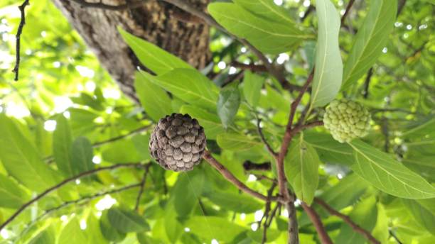 istock Ripe srikaya fruit on the tree 1299205750