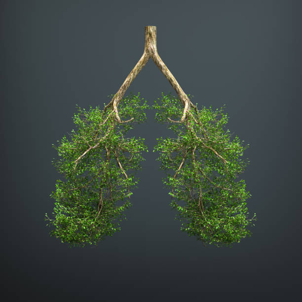 istock The tree grows in the form of a human lung. 1299206523