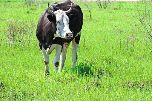 vaca blanca y negra pastando en un césped verde photo