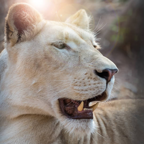 The female white lion A close-up white lion face in the zoo white lion in the zoo stock pictures, royalty-free photos & images