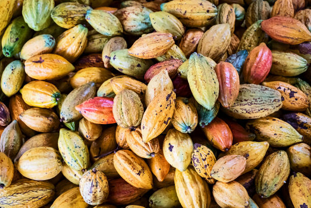 istock Cocoa pods cocoa organic chocolate farm Thailand 1299209676