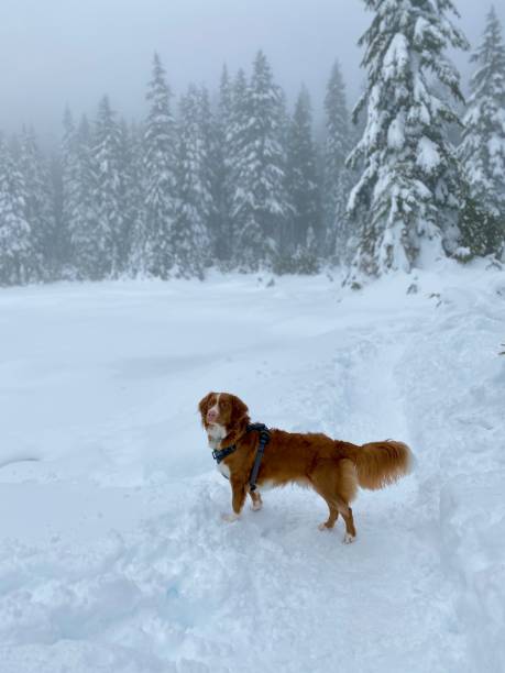 istock Dog Playing in the Snow 1299210399