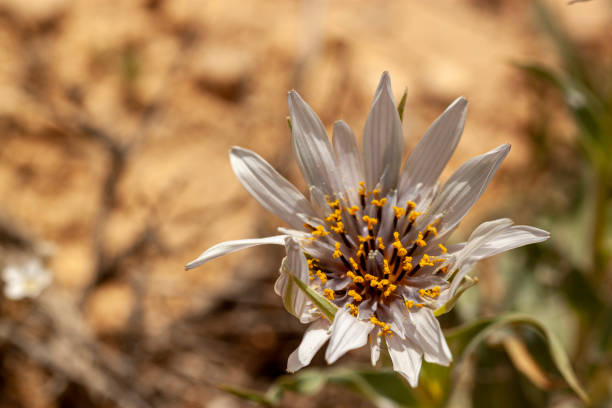 A large wild composite flower of Asteracea family. Aster flower has white daisy like petals y shaped stamens with dark filaments and yellow anthers and purple stifma in the middle. Captured in Jordan.