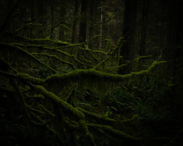 istock Mossy trees grow in the rain forest 1299212876