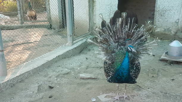 istock Pheasants in the Khyber Pukhtoonkhwa 1299213061