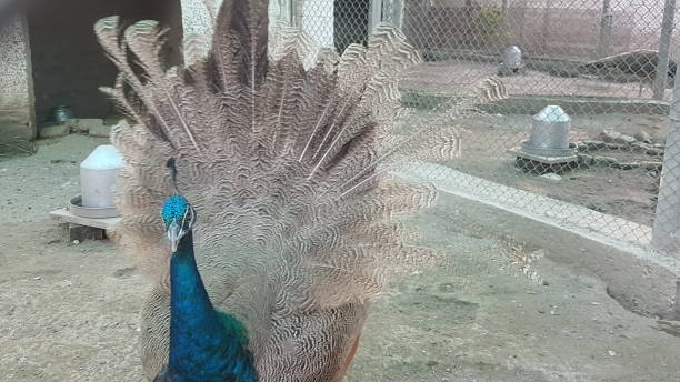 istock Pheasants in the Khyber Pukhtoonkhwa 1299213076