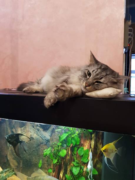 istock sleeping gray cat on the aquarium 1299214814