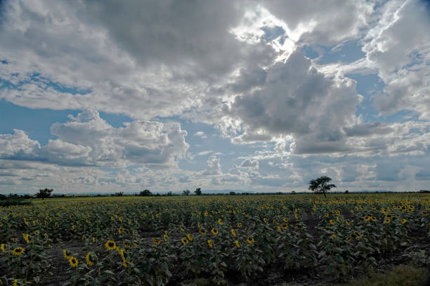 istock Sunflower field horizon and cloudy sky 1299215727