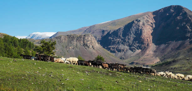 istock Pasture in the Altai Mountains, panoramic view 1299215768