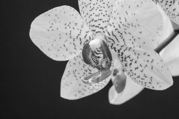 istock Orchid flower in black and white colors. 1299216456