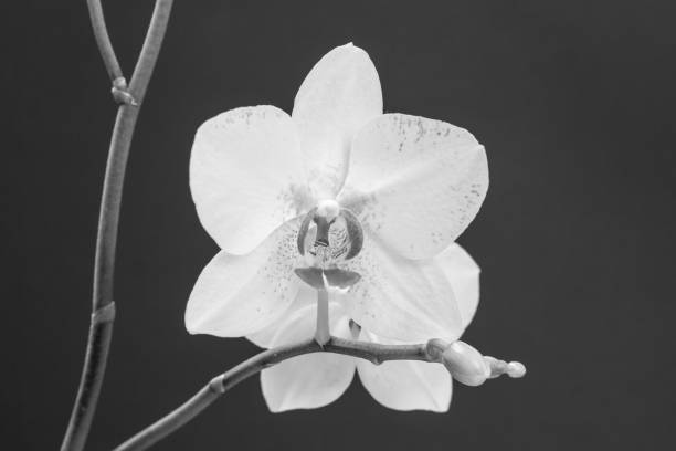 istock Orchid flower in black and white colors. 1299216460