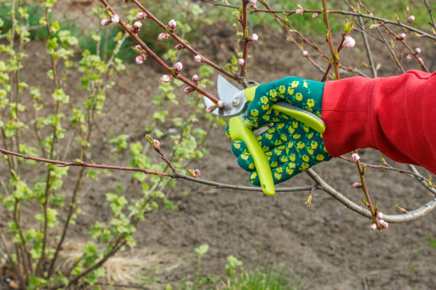 istock Male farmer with a pruner shearing the tips of a nectarine tree 1299216583