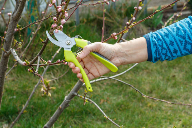 istock Female farmer with a pruner shearing the tips of a nectarine tree 1299216605