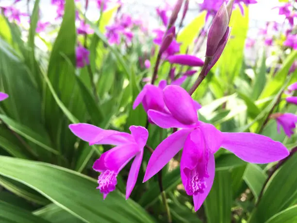 Photo of Purple orchids are blooming in spring.