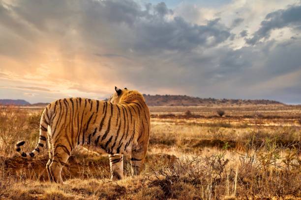An adult male tiger (Panthera tigris tigris) standing with backlight from the setting sun, his orange and striped markings camouflaging him in the landscape.