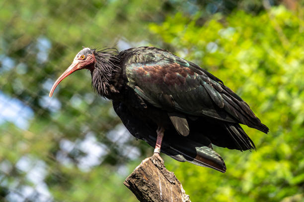 istock Northern Bald ibis, Geronticus eremita in the zoo 1299220356