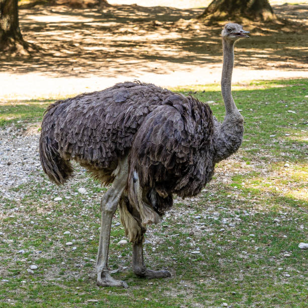 istock The common ostrich, Struthio camelus, or simply ostrich 1299220442