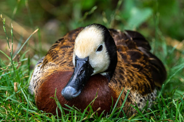 istock White-faced whistling duck, Dendrocygna viduata. Birds watching 1299220459