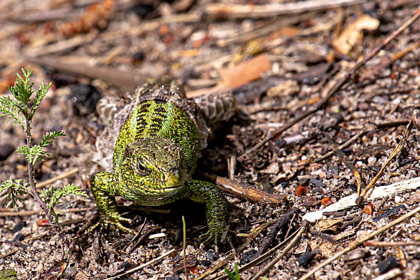 istock green lizard in the spring forest hiding behind foliage, wildlife, 1299220569