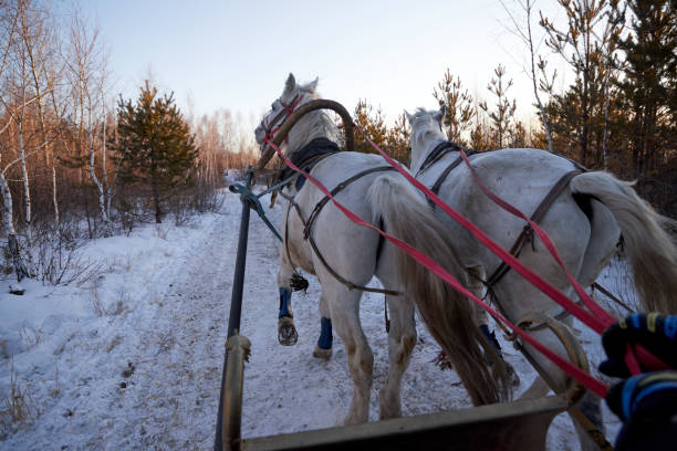 istock two white horses harnessed to a sleigh in the winter forest 1299222183