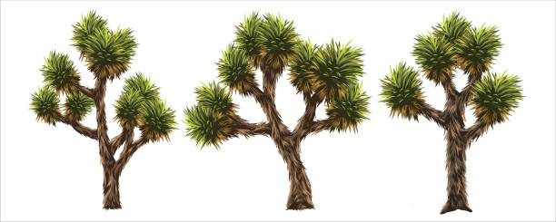 joshua tree vector obrazy jest to drzewo na pustyni w ameryce. - joshua stock illustrations