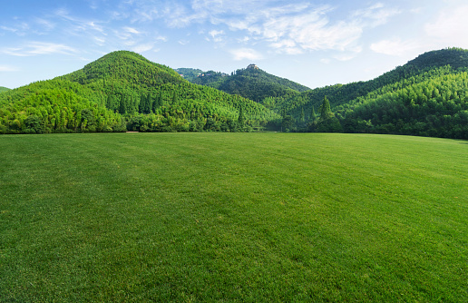 Beautiful lawn with bright green grass outdoors