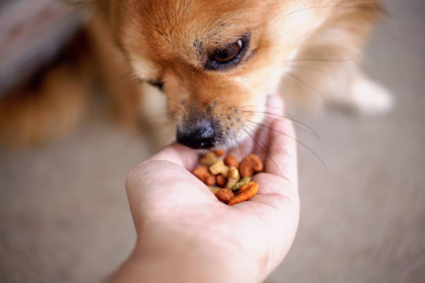 istock Human hand holding pellet for feeding brown chihuahua dog. 1299224439