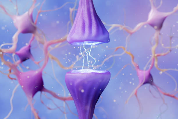 Synaptic transmission. 3d render of a synapse, medical concept of the nervous system. Synaptic transmission. 3d render of a synapse. Medical concept of the nervous system. neural axon stock pictures, royalty-free photos & images